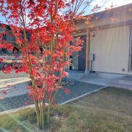 モデルハウスのお庭がすっかり秋色になりました🍁 アイキャッチ画像