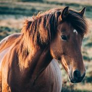 60年に一度、丙午の年！ アイキャッチ画像