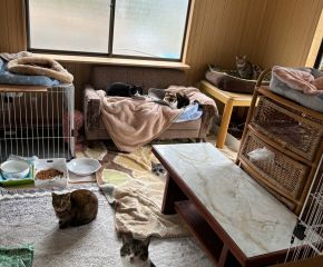 猫カフェ工事中 アイキャッチ画像