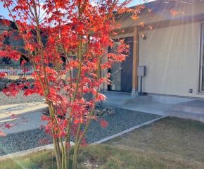 モデルハウスのお庭がすっかり秋色になりました🍁 アイキャッチ画像