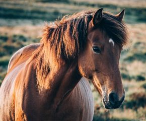 60年に一度、丙午の年！ アイキャッチ画像